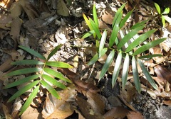Zamia paucijuga