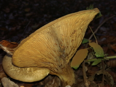 Paxillaceae