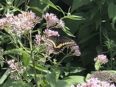 Papilio polyxenes