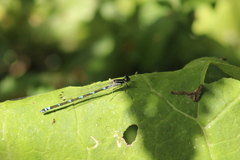 Coenagrion pulchellum