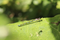 Coenagrion pulchellum