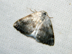 Lomographa semiclarata