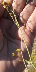 Bupleurum fruticescens