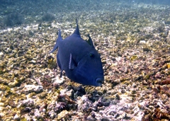 Pseudobalistes fuscus