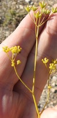 Bupleurum fruticescens