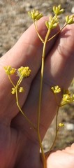 Bupleurum fruticescens