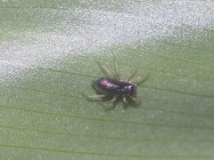 Phintella bifurcilinea
