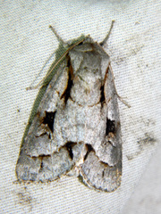 Acronicta quadrata