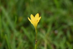 Zephyranthes pulchella