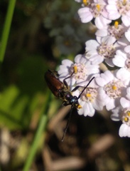 Stenurella melanura