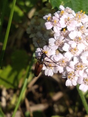 Stenurella melanura