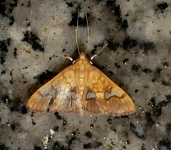 Nosophora