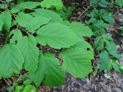 Corylus cornuta cornuta