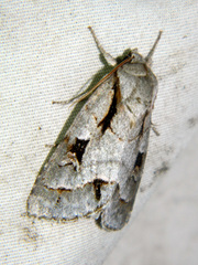 Acronicta quadrata