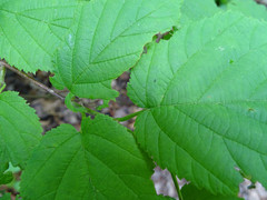 Corylus cornuta cornuta