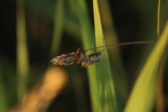 Platycheirus clypeatus