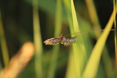 Platycheirus clypeatus