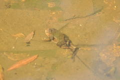 Duttaphrynus melanostictus