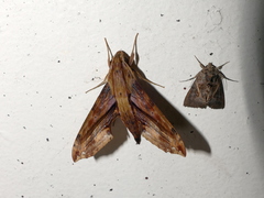 Eupanacra