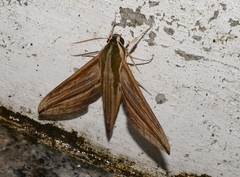 Cechetra lineosa