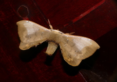 Bombycidae