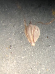 Bulbostylis ciliatifolia