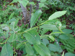 Salix humilis