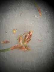 Bulbostylis ciliatifolia