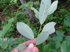 Salix humilis