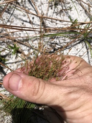 Bulbostylis ciliatifolia