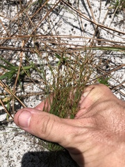 Bulbostylis ciliatifolia