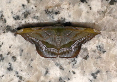 Fascellina