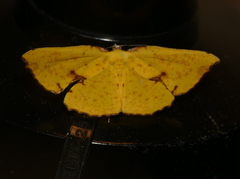 Corymica spatiosa