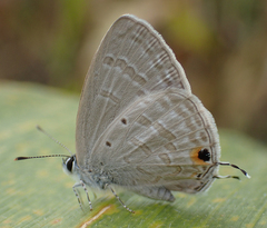 Catochrysops