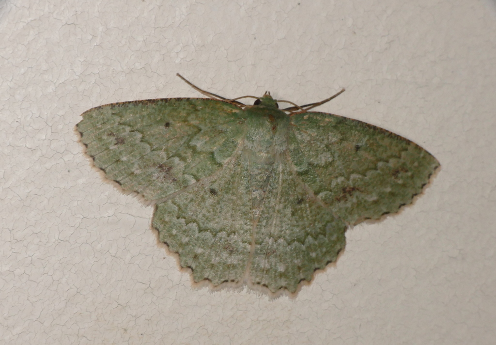 Herochroma baibarana