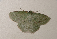 Herochroma baibarana