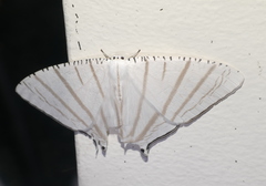 Urapteroides astheniata