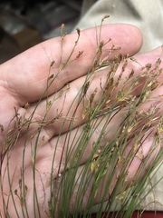 Bulbostylis ciliatifolia