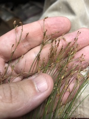 Bulbostylis ciliatifolia