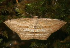 Calletaera dentata