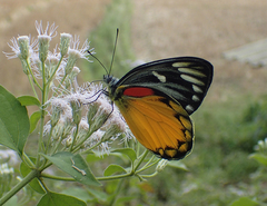 Delias descombesi