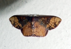 Metallaxis semipurpurascens