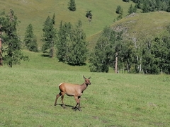 Cervus canadensis sibiricus