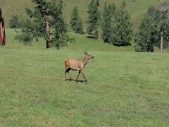 Cervus canadensis sibiricus