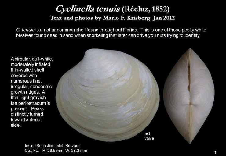 Cyclinella