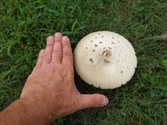 Chlorophyllum molybdites