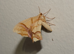 Trotocraspeda divaricata