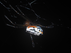 Leucauge fastigata