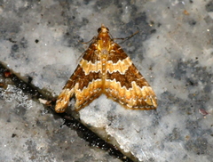Cidariini