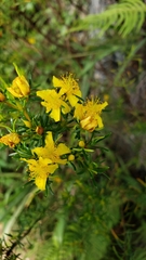 Hypericum nitidum